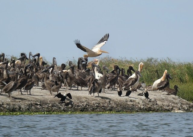 senegal santuario pellicani vivaio