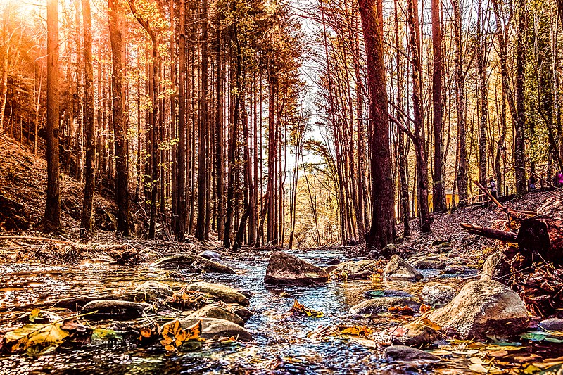 Bosco del Parco delle Foreste Casentinesi