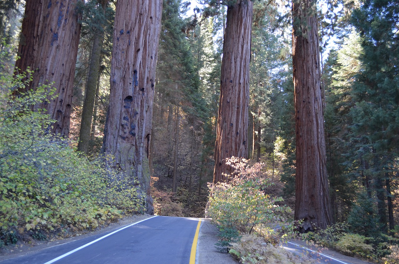 sequoia nazionale parco alberi