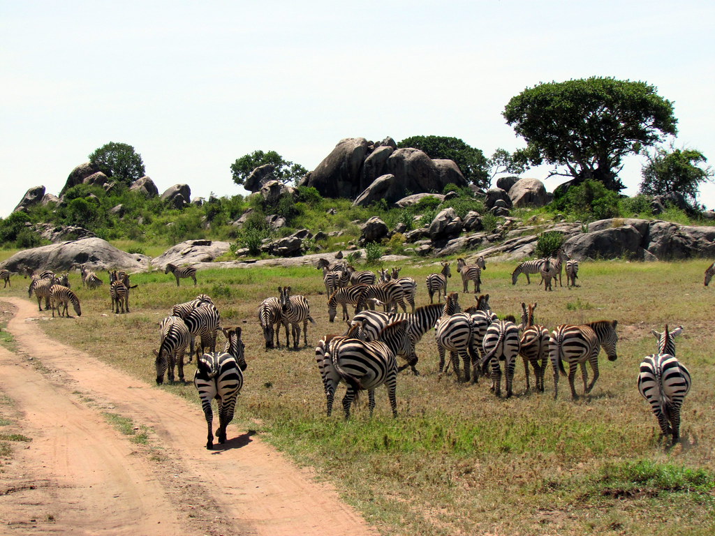 serengeti national park safari tanzania africa