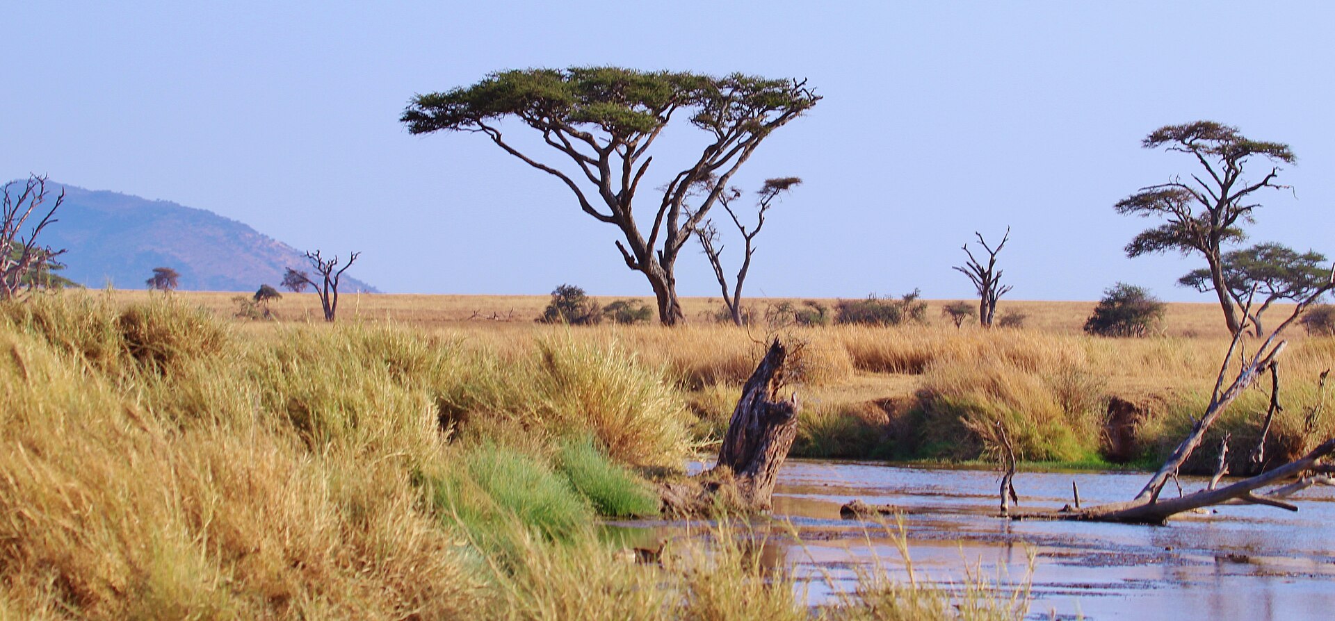 serengetinationalpark tanzania panoramio
