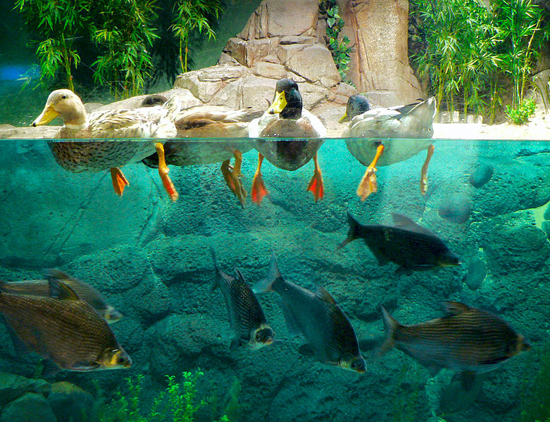 13 shanghai ocean aquarium