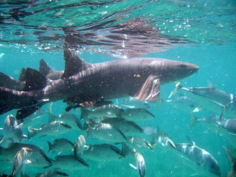 shark ray alley