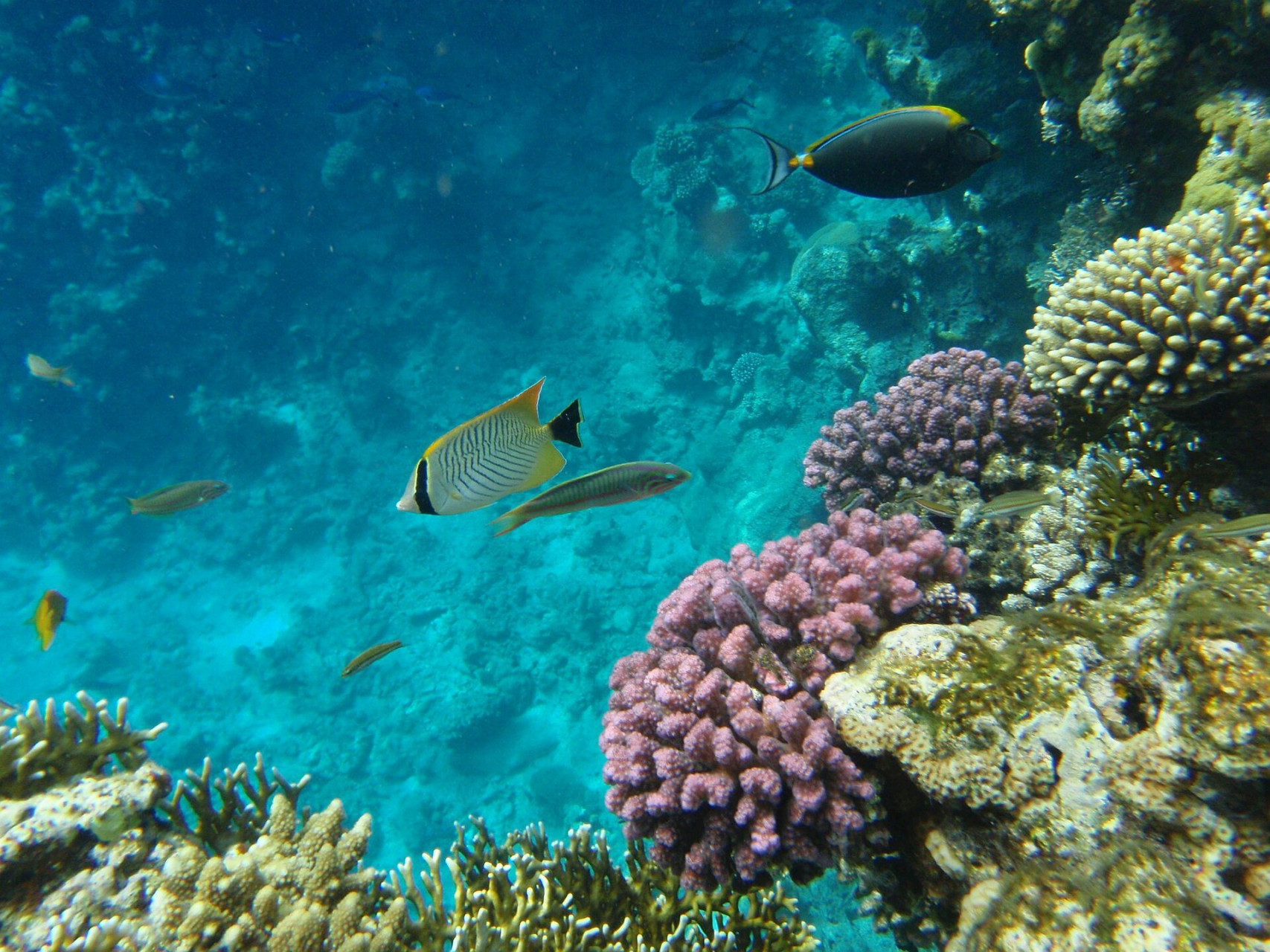 sharmelsheikhpinkcoral