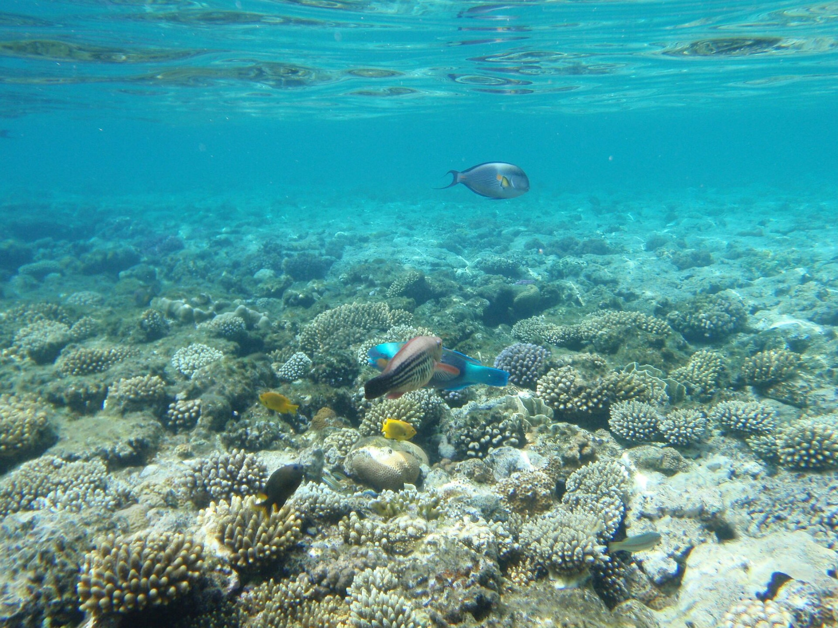 sharmelsheikhunderwaterpanorama 1