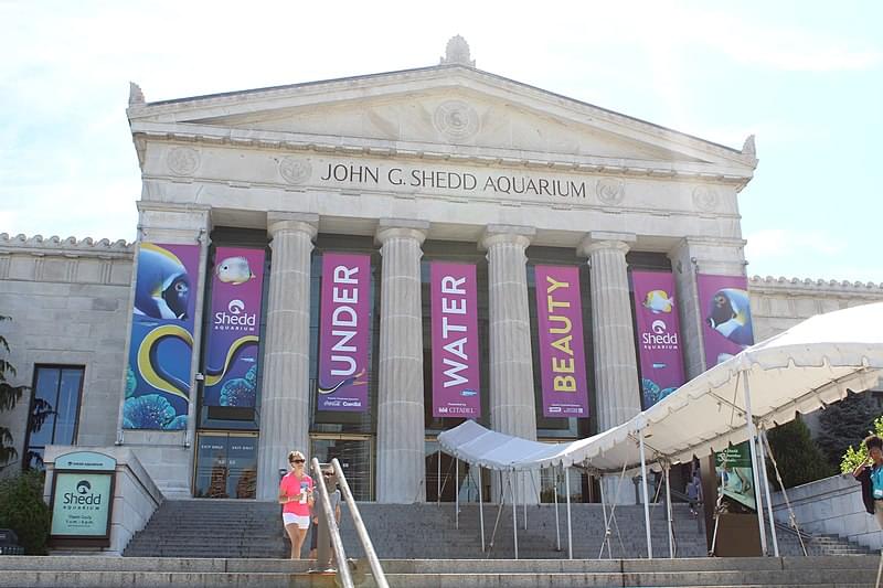 shedd aquarium chicago