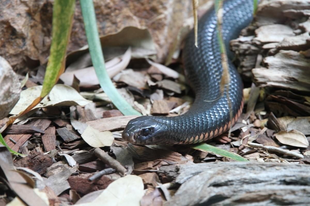 snake taipan dell entroterra animale