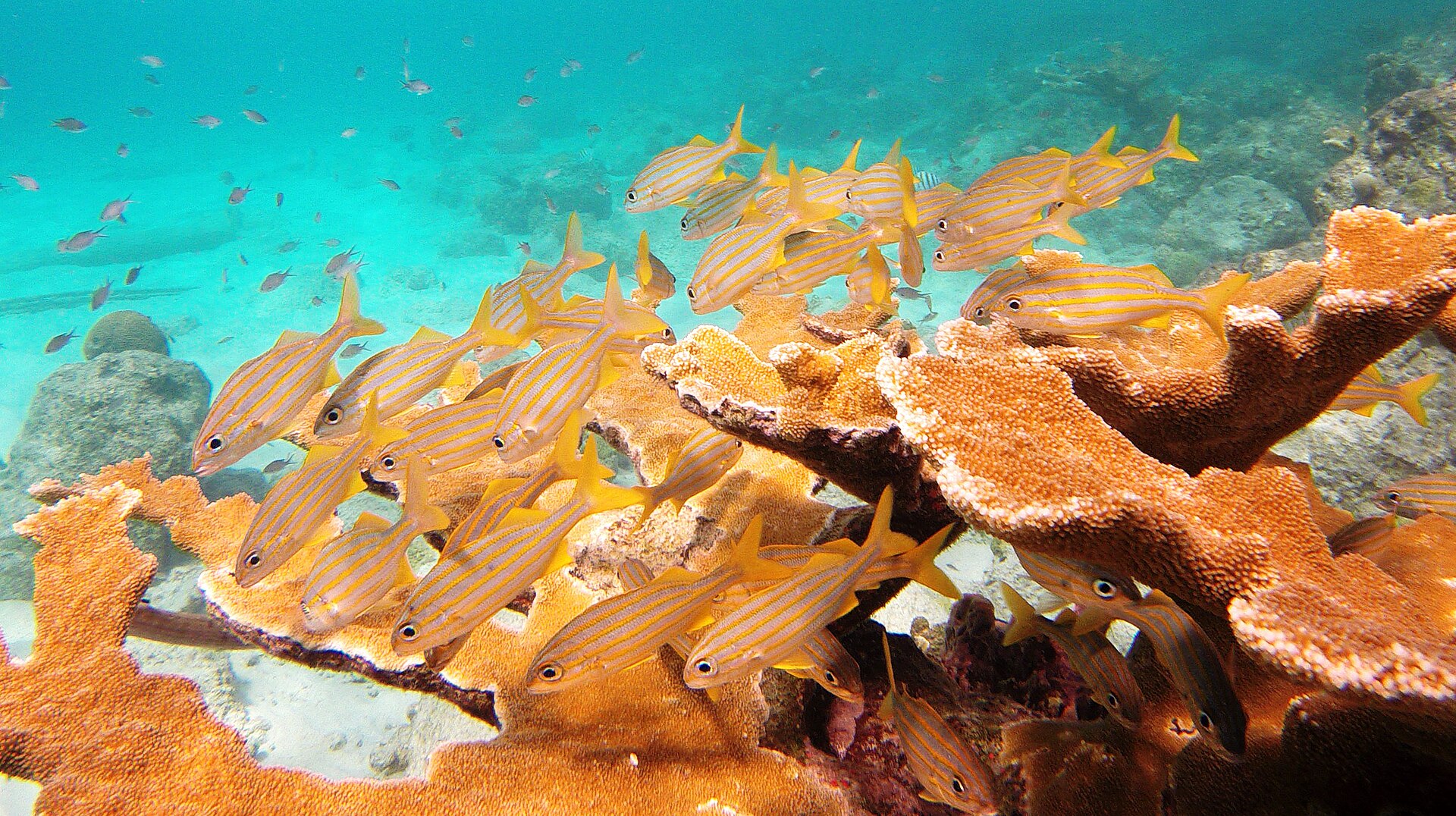 snorkelingbarireef bonaire 12840816225