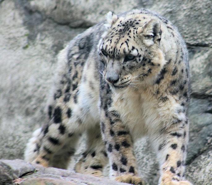 snow leopard bronx zoo