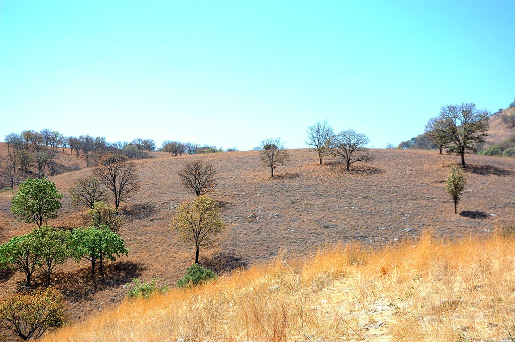 some trees survive in the desert heat rural jalisco mexico 6059