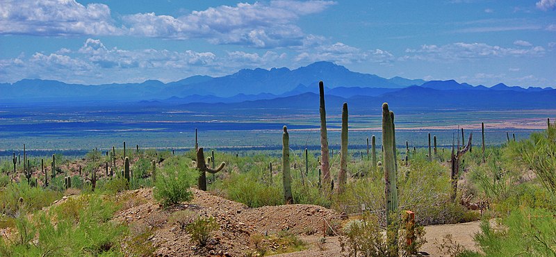 sonoran desert museum arizona