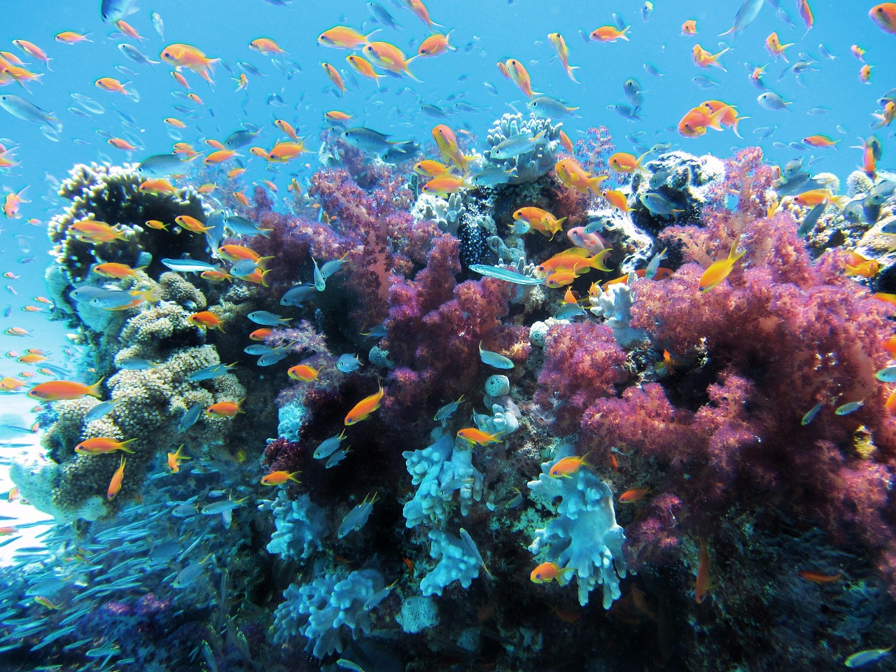 sottacqua mare pesci coralli