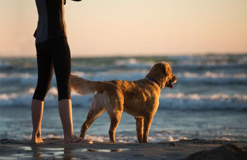 Spiaggia per i cani