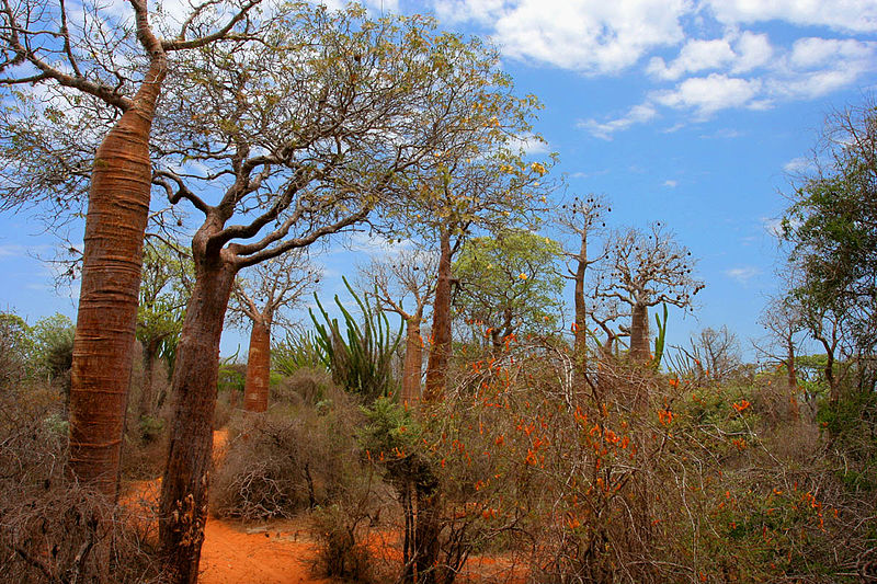 Foresta spinosa, Madagascar