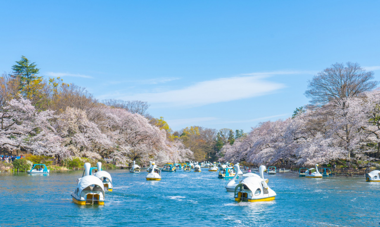 spring cherry blossom tree people ride duck boat chidorigafuchi park japan