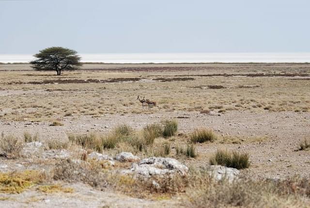 etosha