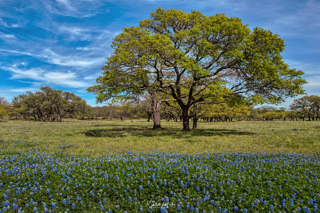 springtime in hill country gillespie county texas