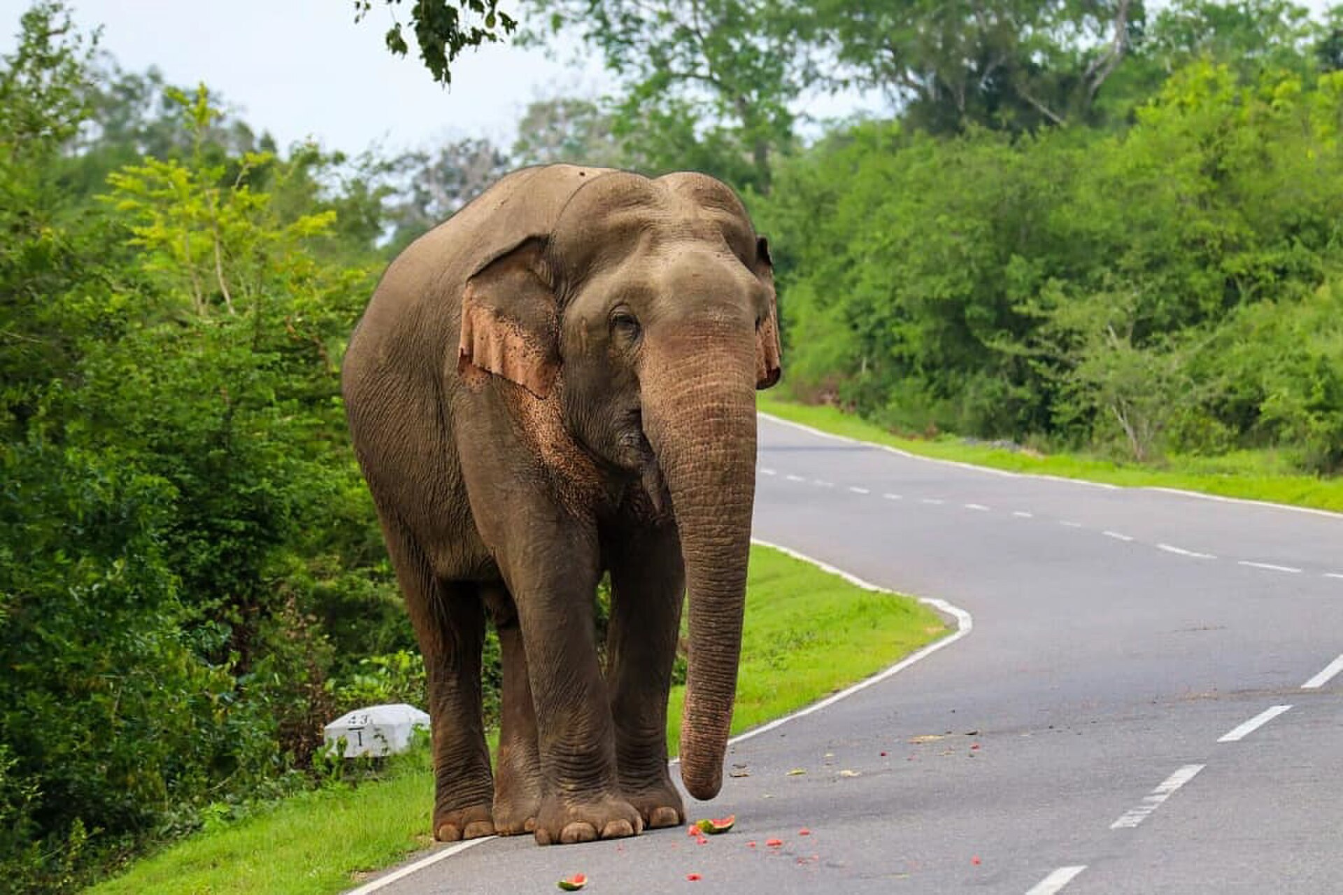 sri lankan elephant near habarana sri lanka