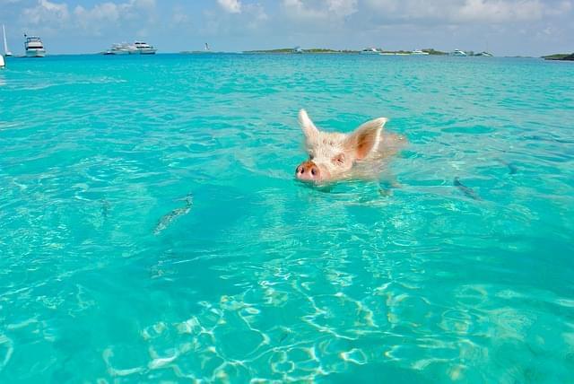 staniel cay maiale di nuoto exumas