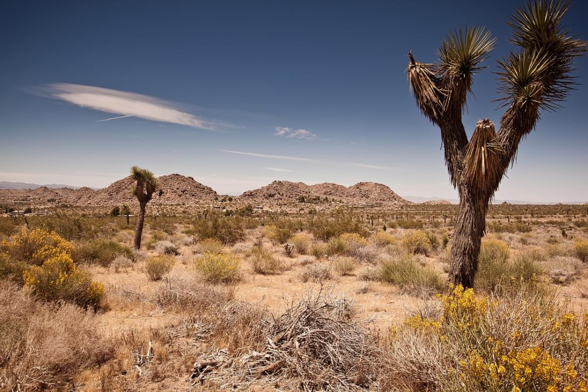 stati uniti viaggio joshua tree