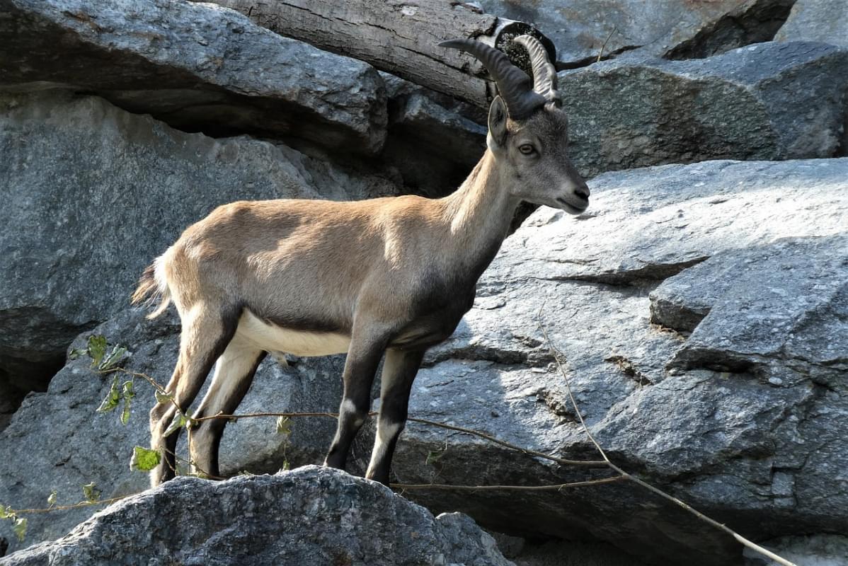 steinbock zoo alpenzoo innsbruck