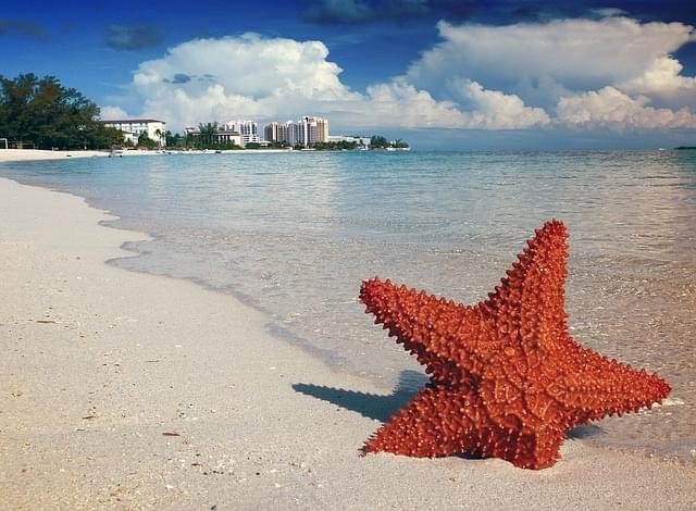 stella di mare sabbia bahamas 1