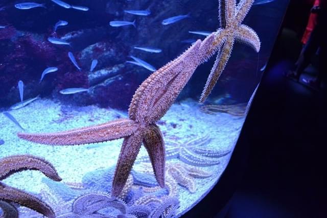 stella marina san sebastian aquarium