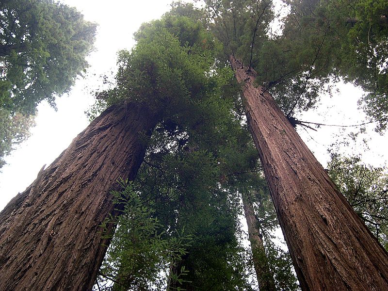 stratosphere giant tree