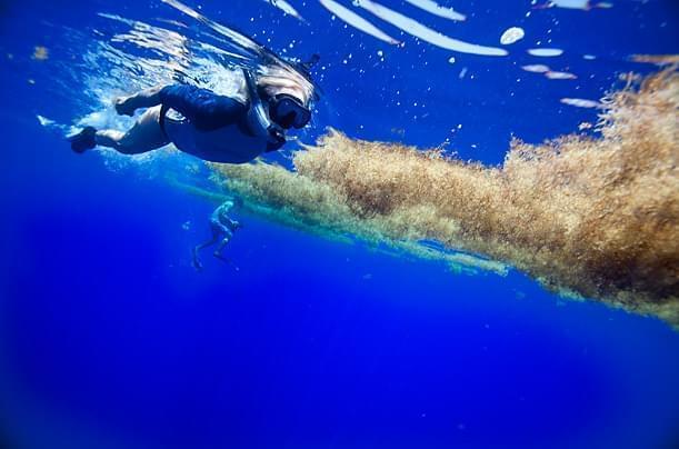 Sub nel Mar dei Sargassi