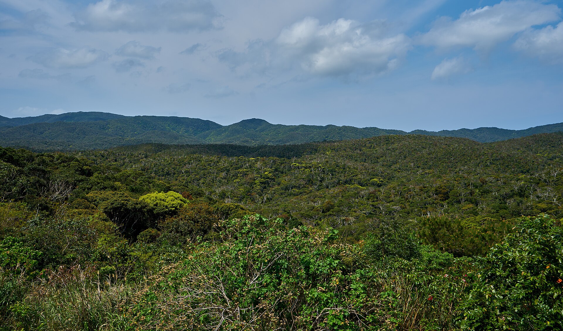 subtropicalforestofyanbarunationalparkokinawa2018