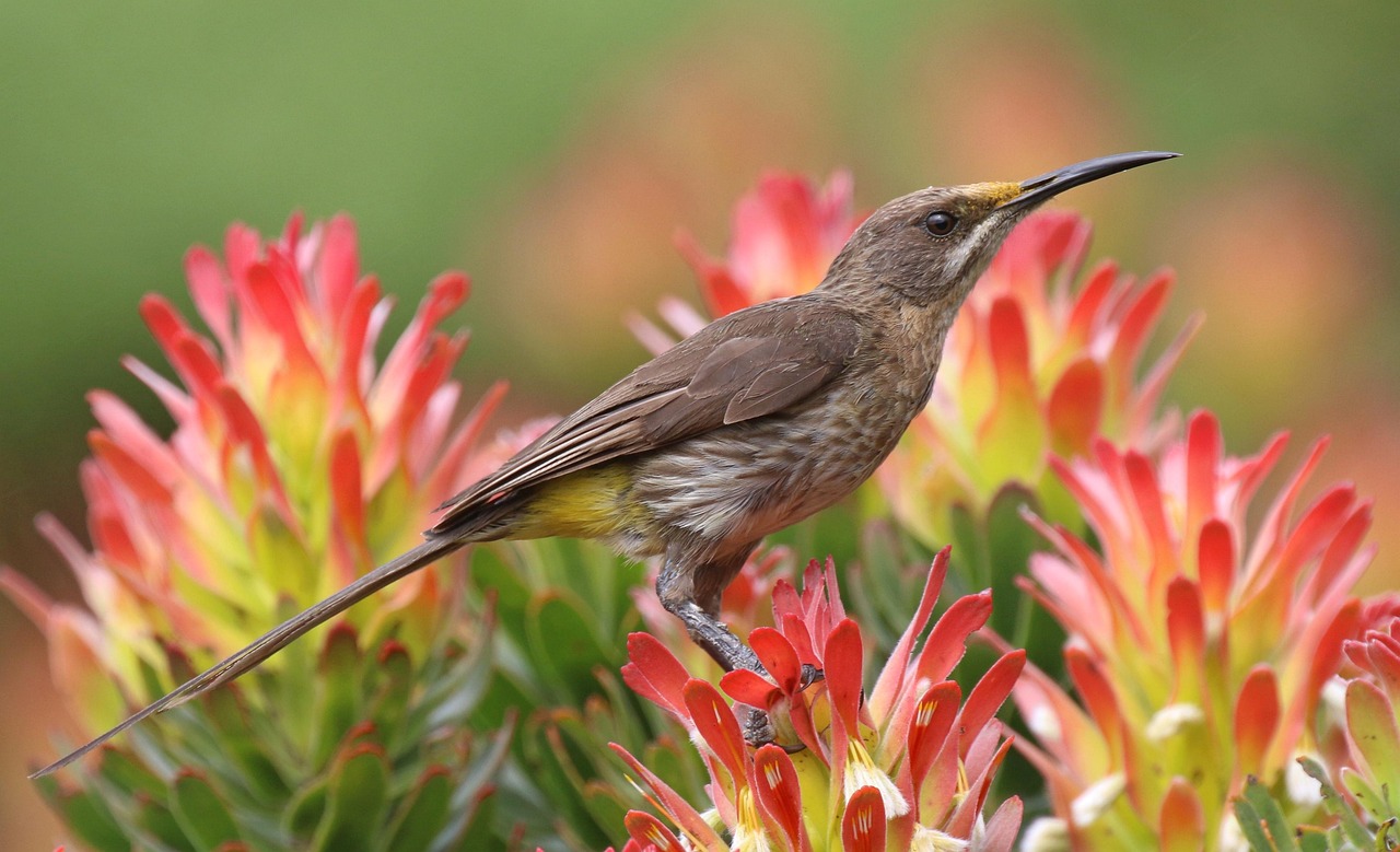 sugarbird cespugli di zucchero
