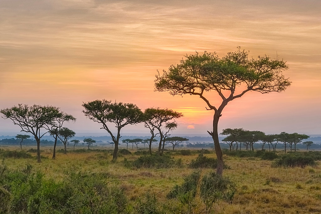 sunrise in masai mara kenya east africa