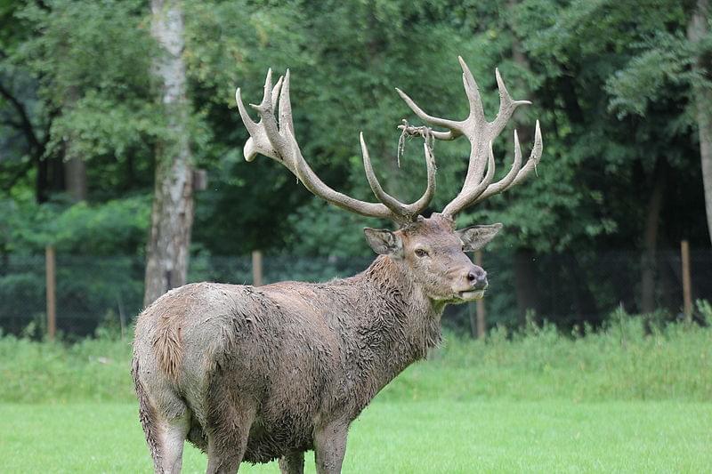 sven volkens wildpark dusseldorf