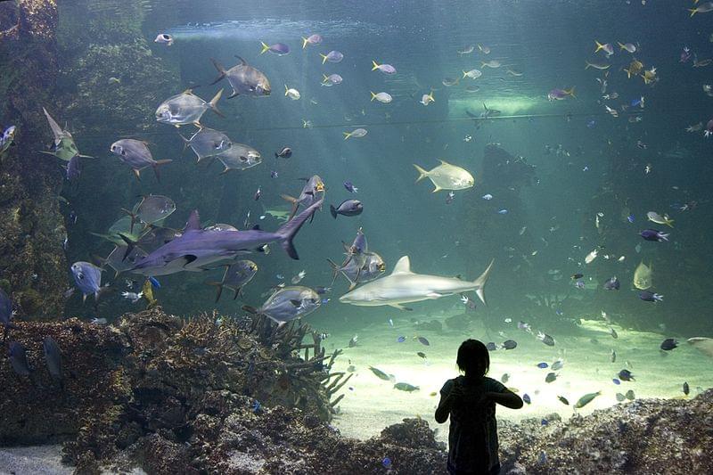 sydney aquarium