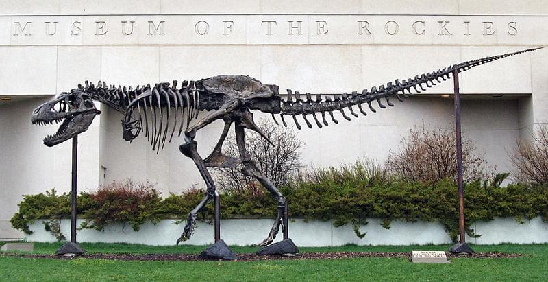 t rex museum of the rockies
