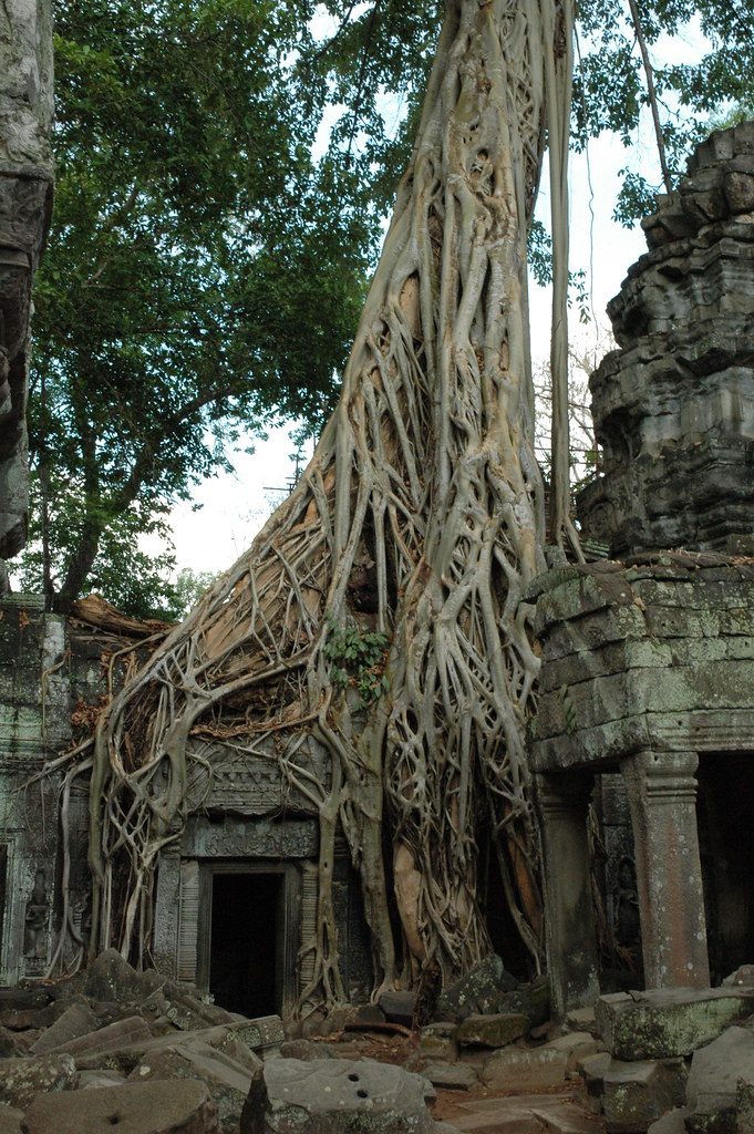 5 silk cotton trees di ta prohm