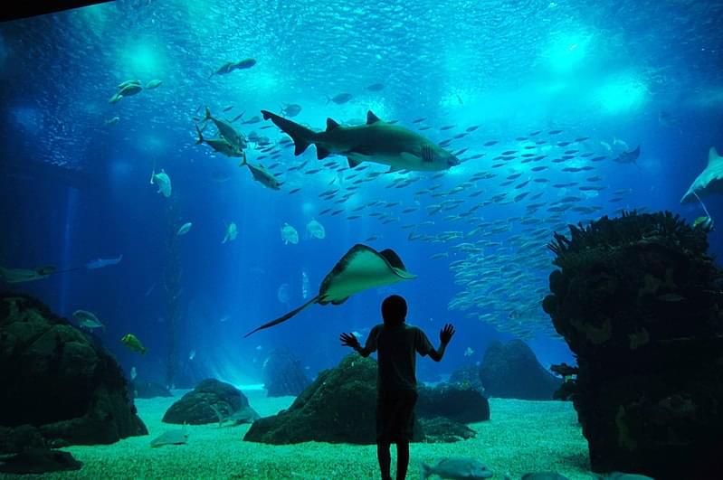 tank in oceanario de lisboa 1