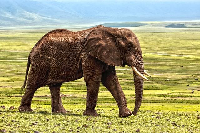 Elefante in tanzania