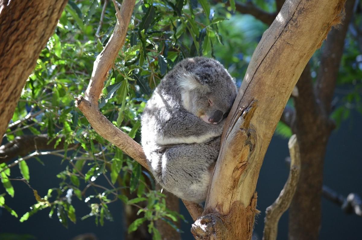 taronga zoo koala