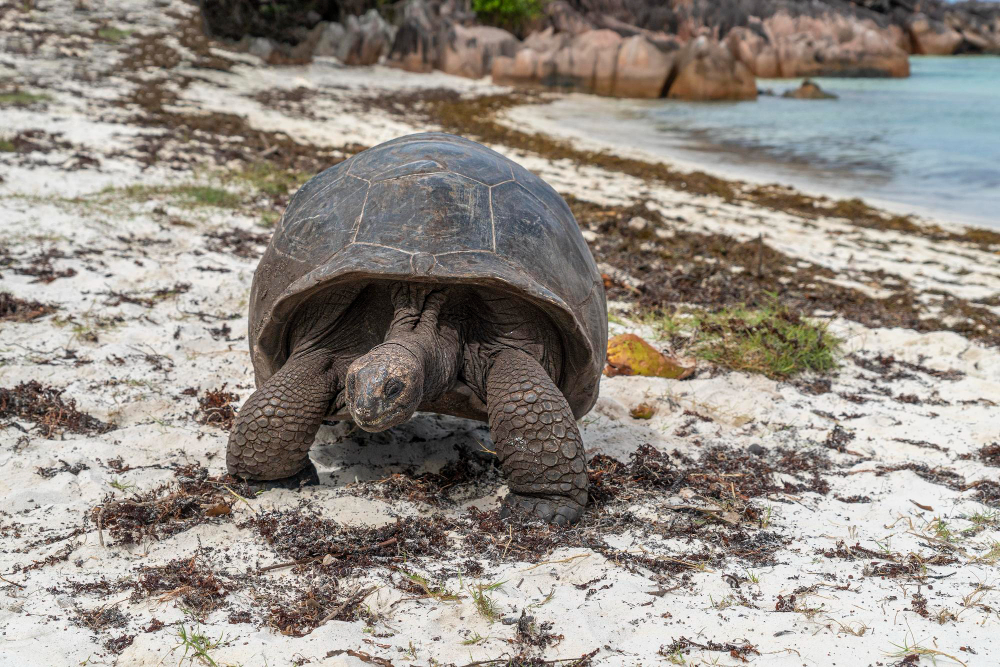 tartaruga gigante delle seychelles