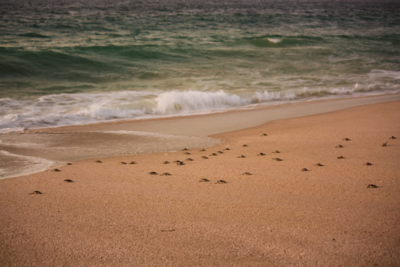 tartarughe sulla spiaggia di ras al jinz in oman