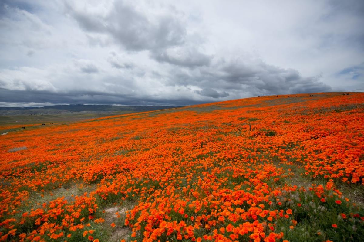 the antelope valley california poppy reserve