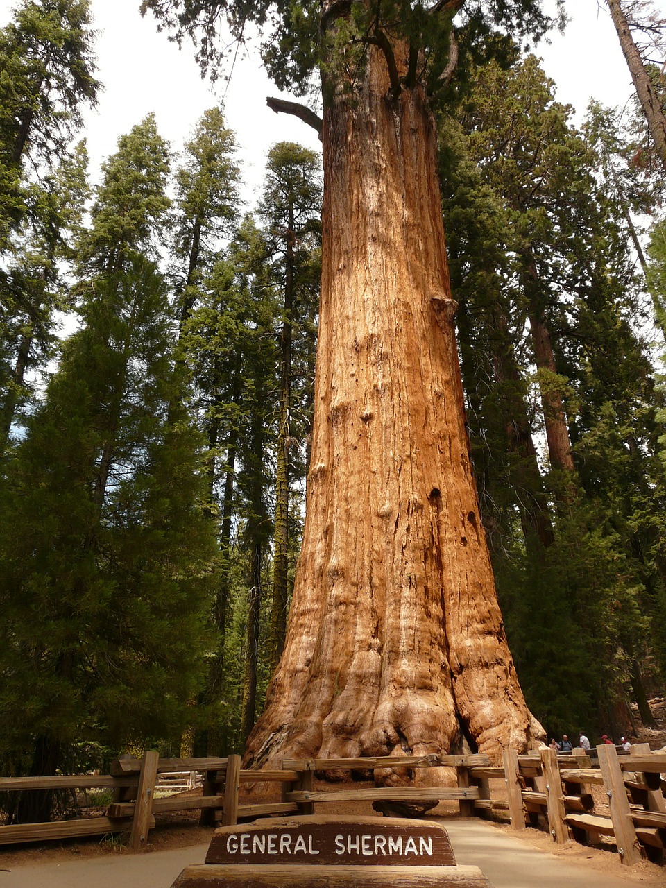 12 the general sherman tree