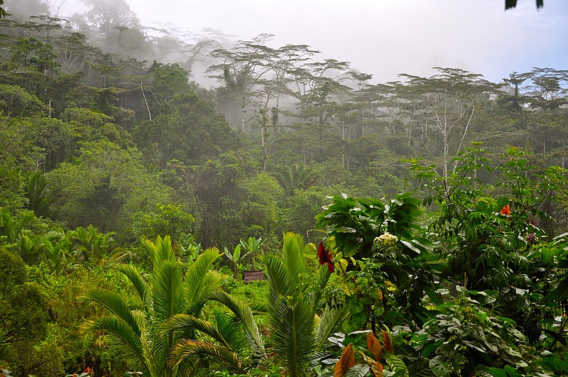 the jungle of manusela nationalpark