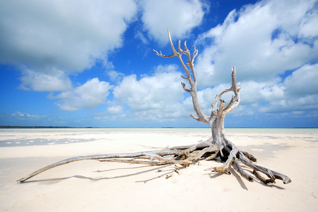 the lone tree at harbour island eleuthera