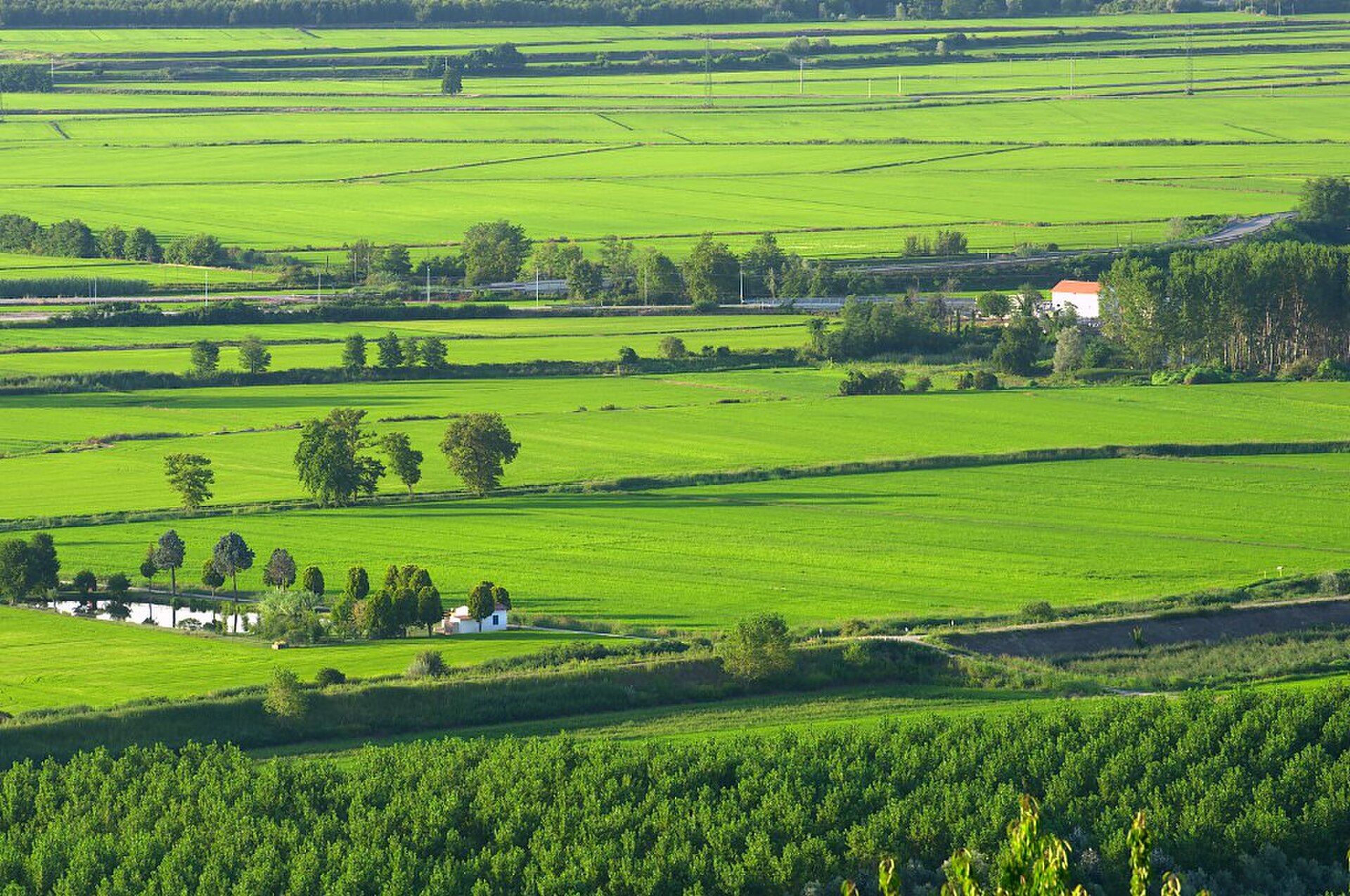 the rice fields near vercelli