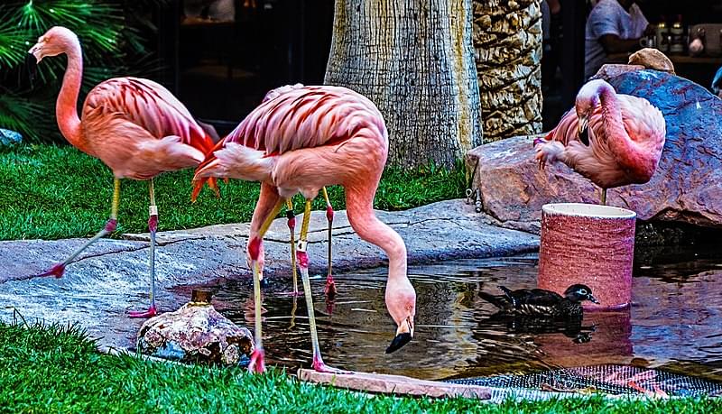 the wildlife habitat flamingo hotel casino las vegas 1
