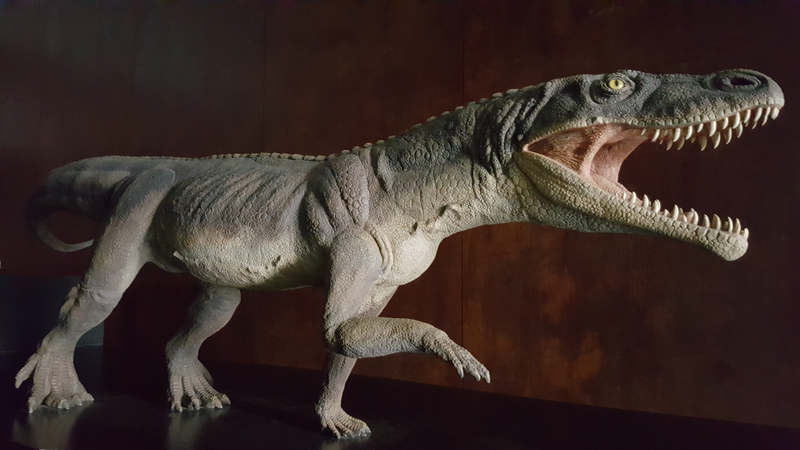 ticinosuchus ferox museo dei fossili del monte san giorgio meride 1