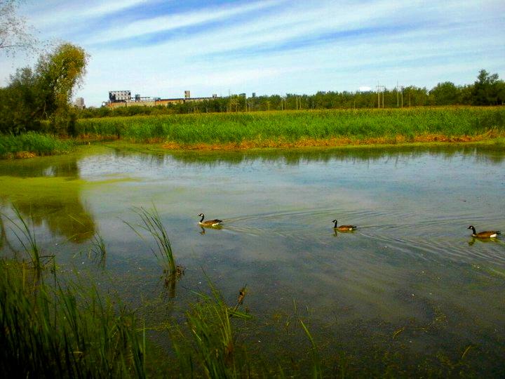 tifft nature preserve