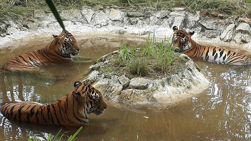 tiger bannerghatta national park bangalore panoramio 2